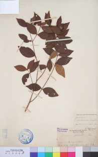 Specimen thumbnail